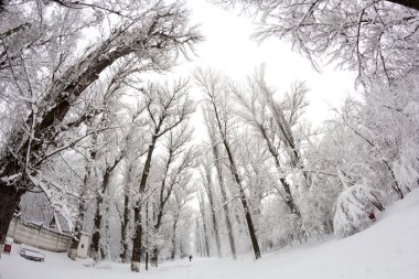 Peyzaj Park kar yağıyor. Balık gözü lens etkileri
