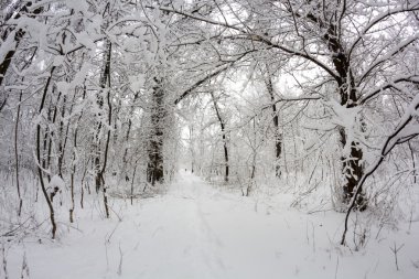 Parkın kış manzarası