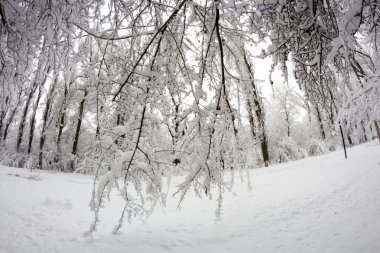 Parkın kış manzarası