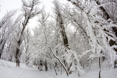 Parkın kış manzarası