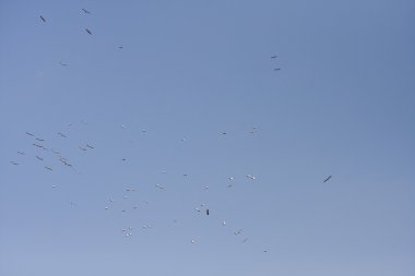 pelikan uçan Tuna Deltası - Romanya