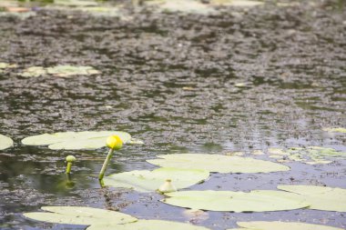 Tuna delta peyzaj - Romanya 