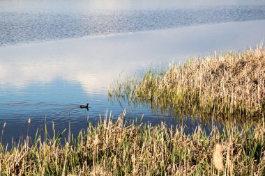 Bahar manzara kuş su ile