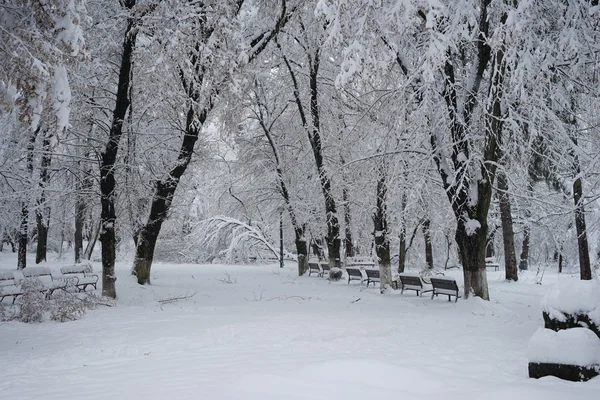 Зимний пейзаж в парке — стоковое фото