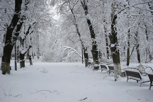 Vinterlandskap i parken — Stockfoto