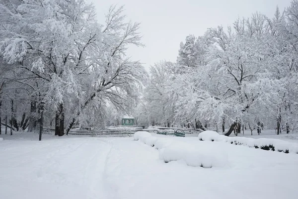 公园的冬季景观 — 图库照片