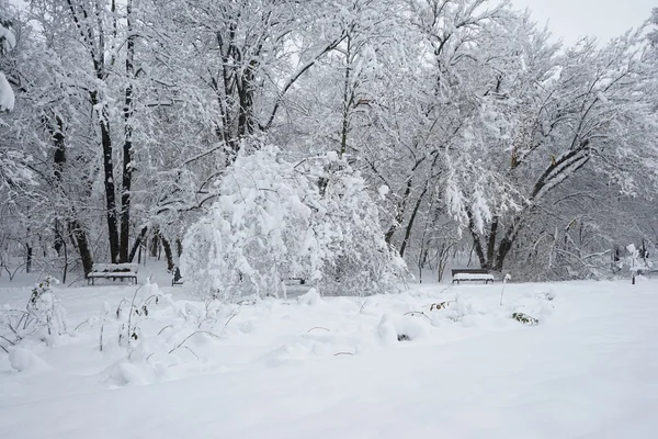 Paisagem de inverno no parque — Fotografia de Stock