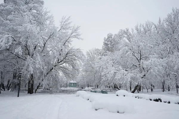 Winterlandschap in het park — Stockfoto