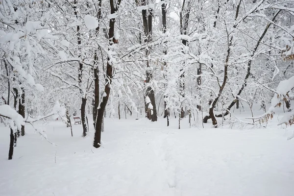 Winterlandschap in het park — Stockfoto