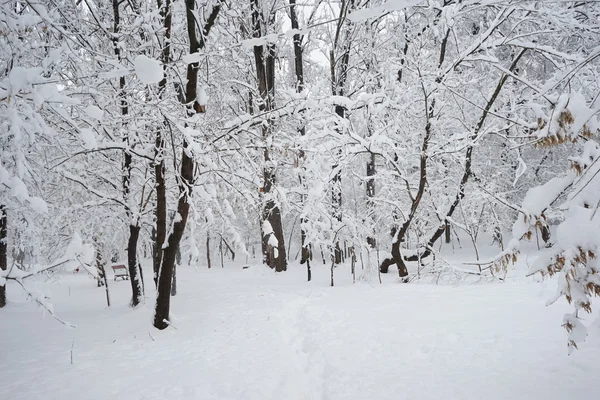 Zimowy krajobraz w parku — Zdjęcie stockowe