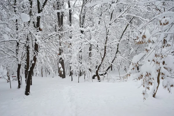 Winterlandschap in het park — Stockfoto