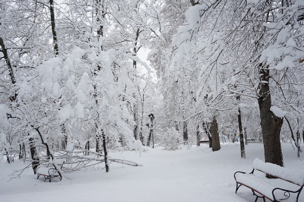 Winter landscape in the park