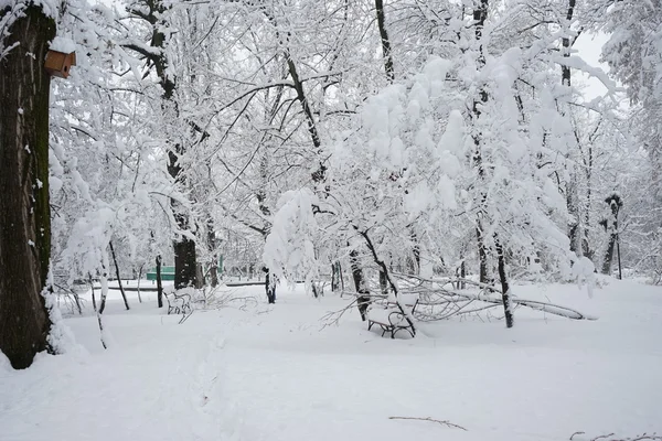 Paisaje invernal en el parque — Foto de Stock