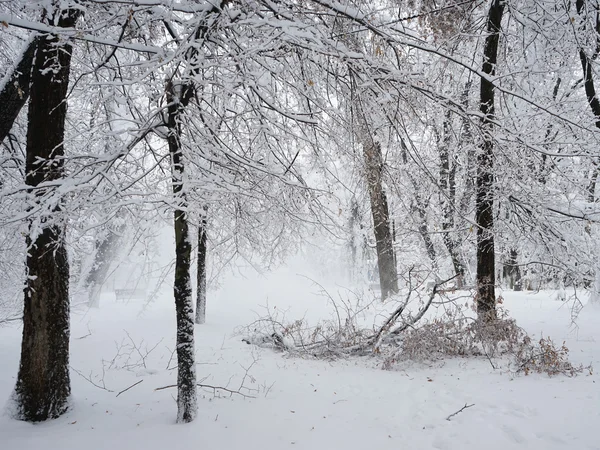公園内の冬の風景 — ストック写真