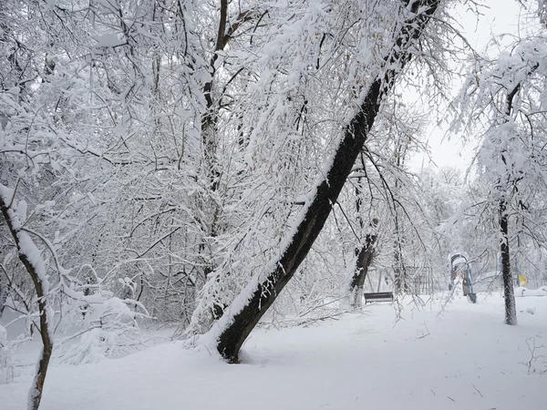 Winterlandschap in het park — Stockfoto