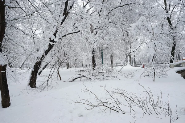 Paysage hivernal dans le parc — Photo