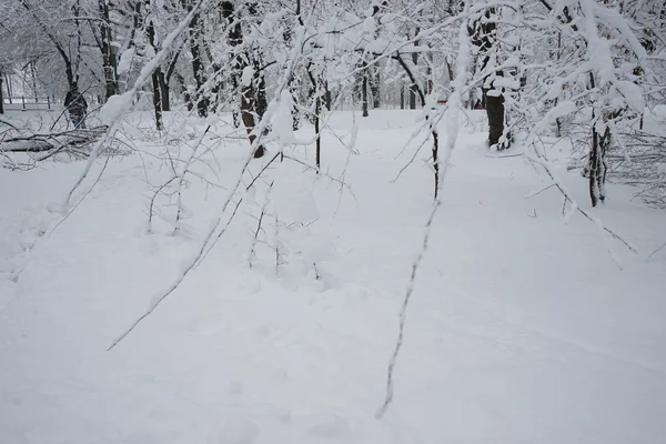 Nieva paisaje en el parque. Alta resolución y hermosos detalles de nieve — Foto de Stock