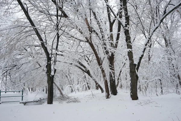 Paisagem nevando no parque. Alta resolução e belos detalhes de neve — Fotografia de Stock