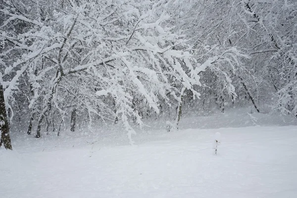 Sneeuwt landschap in het park. Hoge resolutie en prachtige sneeuw details — Stockfoto