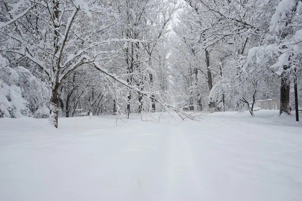 Sněží, krajina v parku. Vysoké rozlišení a krásné sněhové detaily — Stock fotografie
