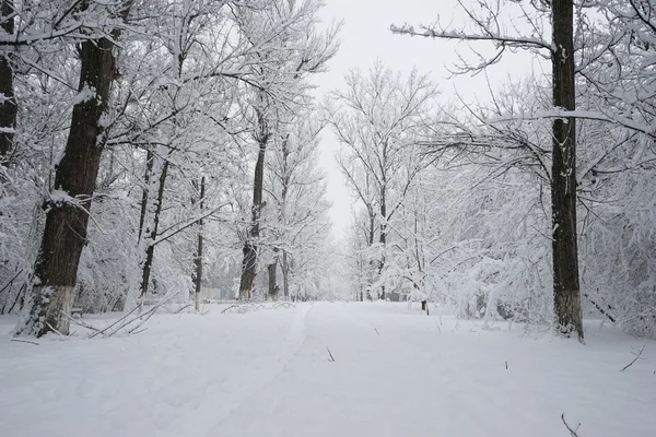 Sneeuwt landschap in het park. Hoge resolutie en prachtige sneeuw details — Stockfoto