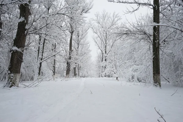 Sněží, krajina v parku. Vysoké rozlišení a krásné sněhové detaily — Stock fotografie