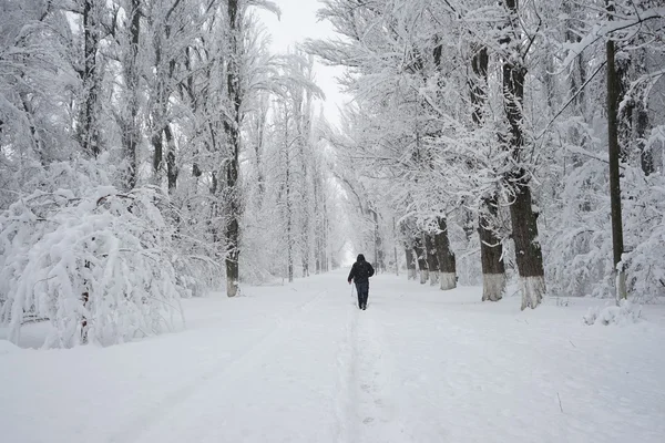 Paisagem nevando no parque. Alta resolução e belos detalhes de neve — Fotografia de Stock