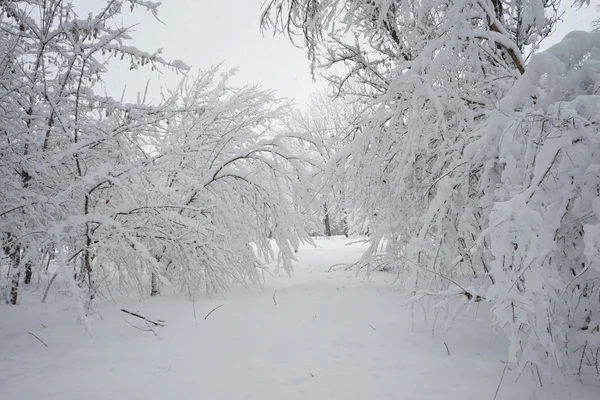 Χιονίζει τοπίο στο πάρκο. Υψηλή ανάλυση και το όμορφο χιόνι λεπτομέρειες — Φωτογραφία Αρχείου