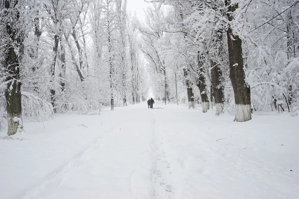 在公园里下雪。高分辨率和美丽的雪细节 — 图库照片