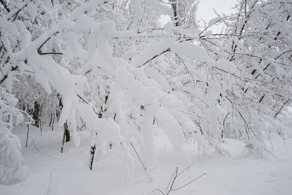 Nieva paisaje en el parque. Alta resolución y hermosos detalles de nieve — Foto de Stock