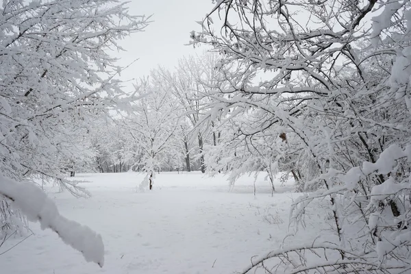 Paisagem nevando no parque. Alta resolução e belos detalhes de neve — Fotografia de Stock