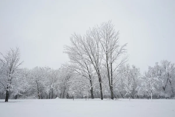 在公园里下雪。高分辨率和美丽的雪细节 — 图库照片