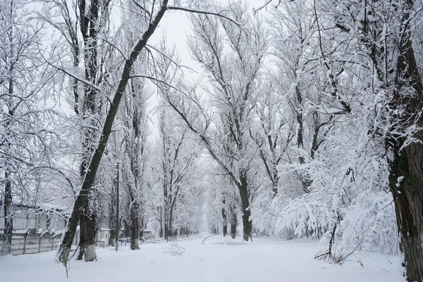 Snöar landskap i parken. Hög upplösning och vacker snö Detaljer — Stockfoto