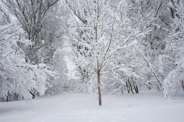 Sneeuwt landschap in het park. Hoge resolutie en prachtige sneeuw details — Stockfoto