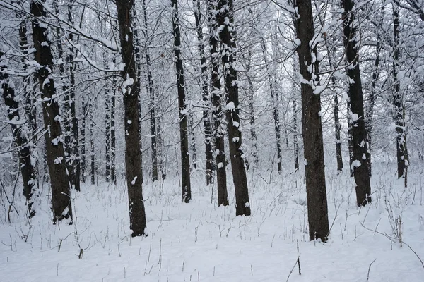 Снежный пейзаж в парке. Высокое разрешение и красивые снежные детали — стоковое фото