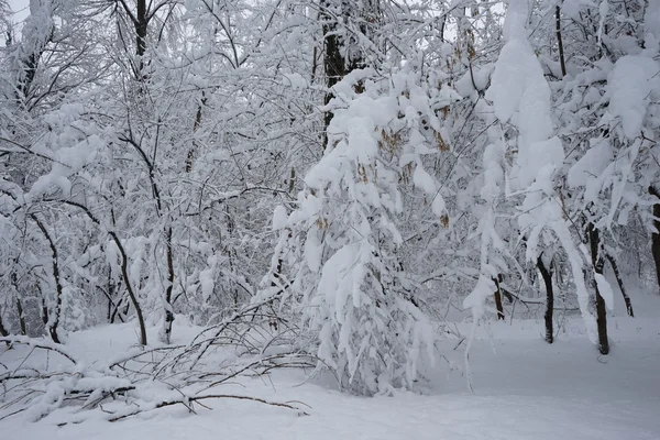 Χιονίζει τοπίο στο πάρκο. Υψηλή ανάλυση και το όμορφο χιόνι λεπτομέρειες — Φωτογραφία Αρχείου
