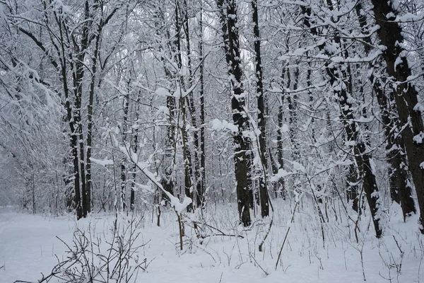Nieva paisaje en el parque. Alta resolución y hermosos detalles de nieve — Foto de Stock