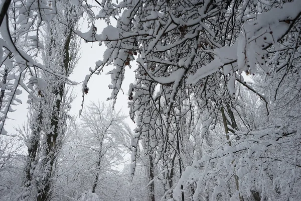 Sneeuwt landschap in het park. Hoge resolutie en prachtige sneeuw details — Stockfoto