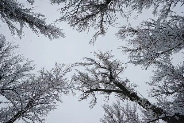 Снежный пейзаж в парке. Высокое разрешение и красивые снежные детали — стоковое фото