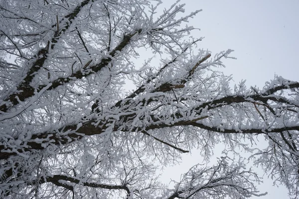 Snöar landskap i parken. Hög upplösning och vacker snö Detaljer — Stockfoto