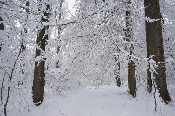 Śnieg krajobraz w parku. Wysoka rozdzielczość i piękny śnieg szczegóły — Zdjęcie stockowe