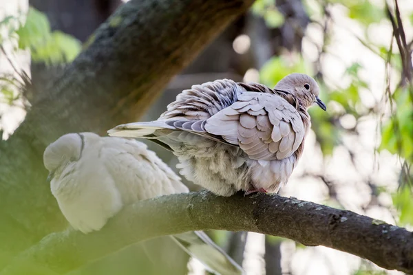 Mourning Doves (Zenaida macroura) on a linden tree branch — Stock Photo, Image