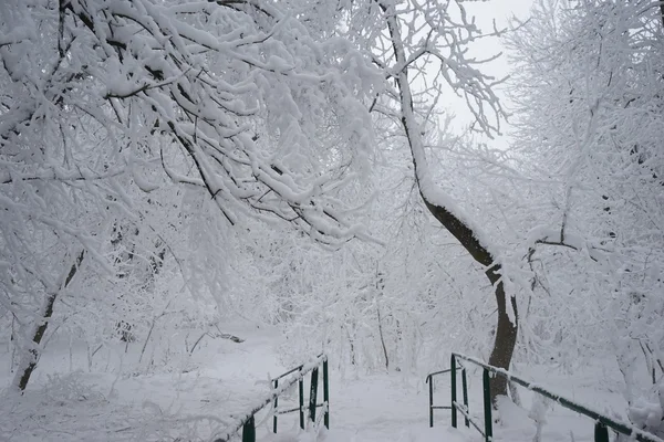 在公园里下雪。高分辨率和美丽的雪细节 — 图库照片