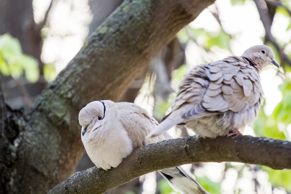 Mourning Doves (Zenaida macroura) on a linden tree branch — Stock Photo, Image