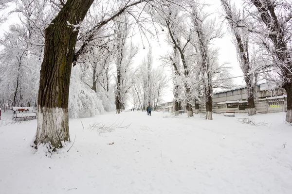 在公园里下雪。鱼眼镜片效果 — 图库照片