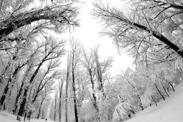 Снежный пейзаж в парке. Эффекты линз Fisheye — стоковое фото