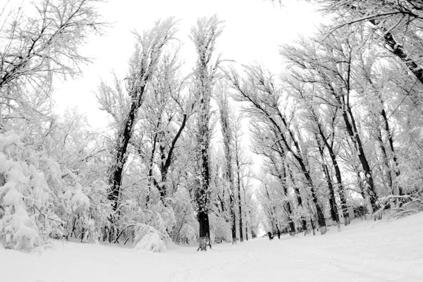 Sněží, krajina v parku. Efekty rybí oko objektivu — Stock fotografie
