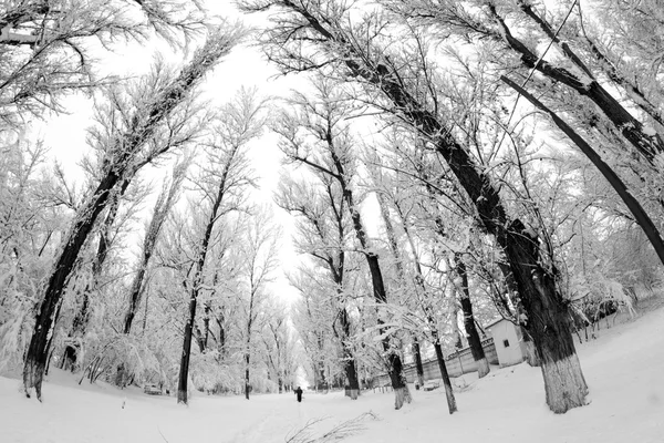 Paisagem nevando no parque. Efeitos da lente Fisheye — Fotografia de Stock