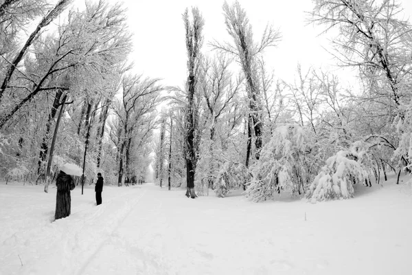 Paisagem de inverno no parque — Fotografia de Stock