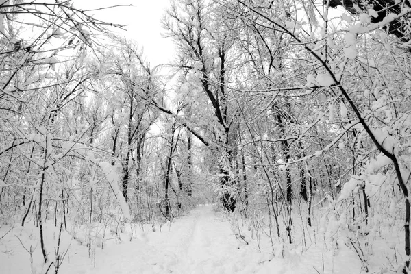 Paisagem de inverno no parque — Fotografia de Stock